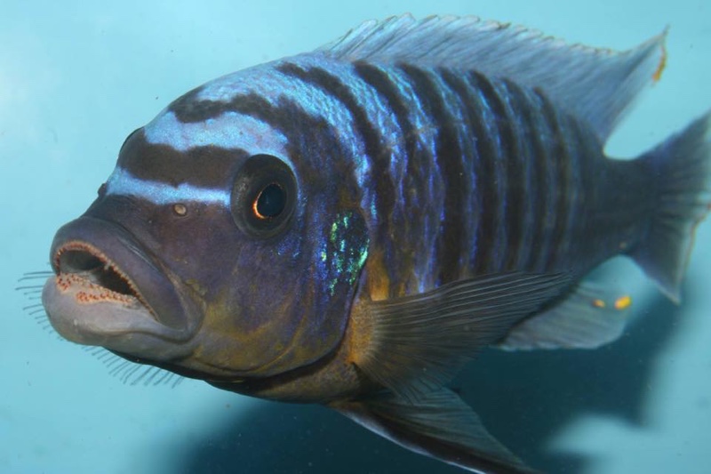 Maylandia fainzilberi 'Charo'